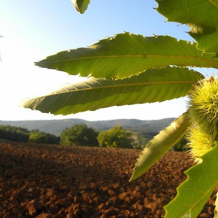 Agriristoro Podere S. Andrea マッサ・マリッティマ エクステリア 写真