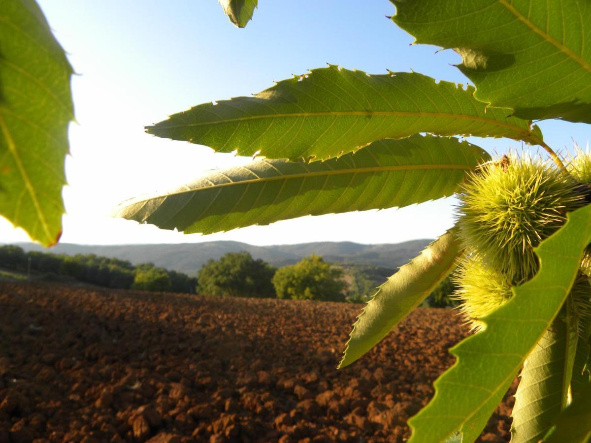 Agriristoro Podere S. Andrea マッサ・マリッティマ エクステリア 写真