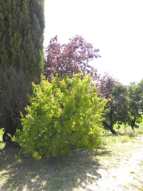 Agriristoro Podere S. Andrea マッサ・マリッティマ エクステリア 写真
